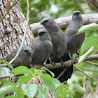 Apostlebird