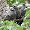 Apostlebird