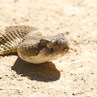 Northern Pacific Rattlesnake