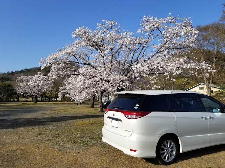 エスティマの花見ドライブ🌸・洗車してないに関するカスタム事例の投稿画像2枚目