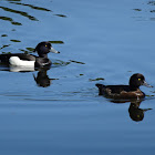 Tufted Duck