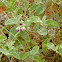 bush tomato