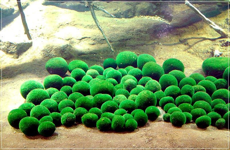 Marimo, as bolas algas de estimação