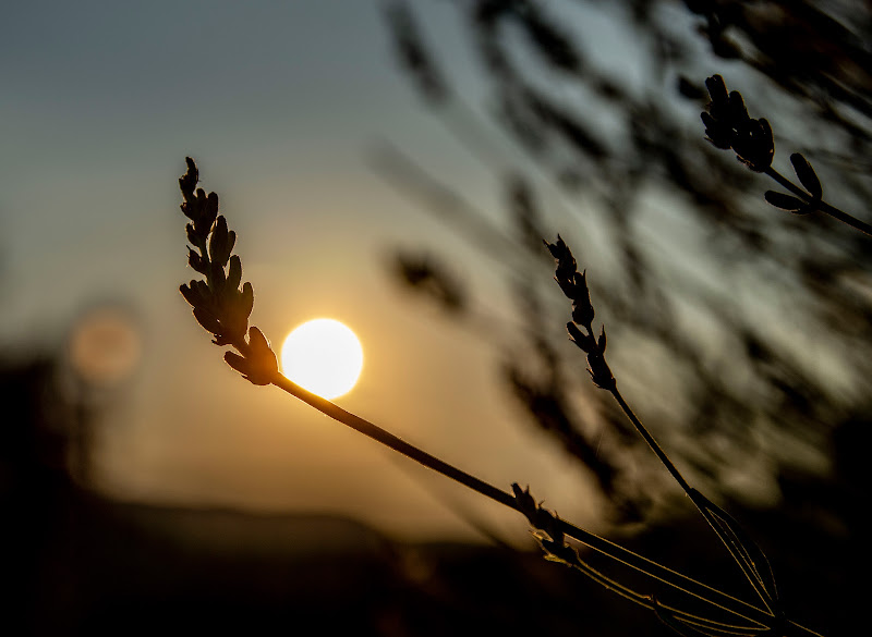 Tramonto al profumo di lavanda.... di pieralisa