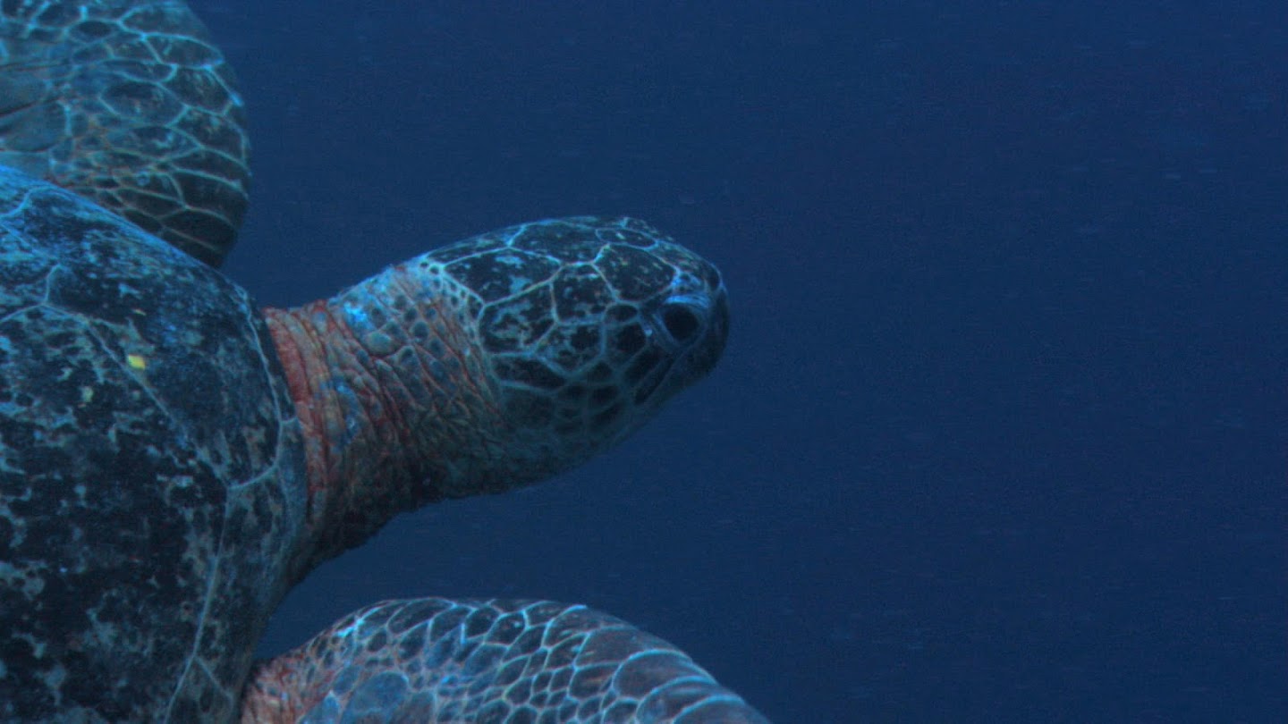 Watch Wildest Places: Pacific live