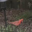 cardinal