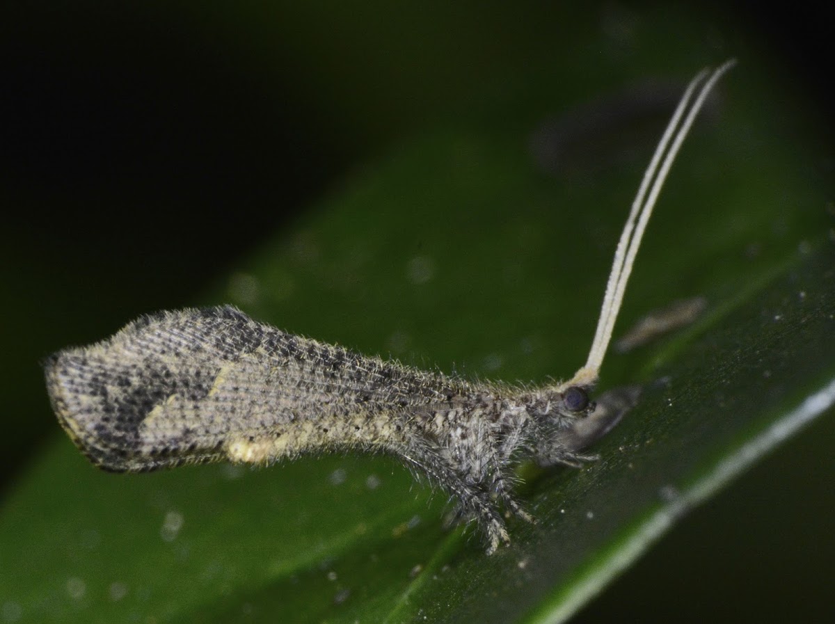 Caddisfly