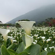 【竹子湖】苗榜花園餐廳