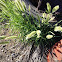 Annual Rabbitsfoot Grass