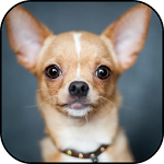 Cover Image of Herunterladen Chihuahuas Wallpapers 1 APK