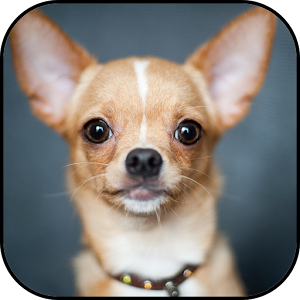 Download Chihuahuas Wallpapers For PC Windows and Mac