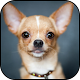 Download Chihuahuas Wallpapers For PC Windows and Mac 1