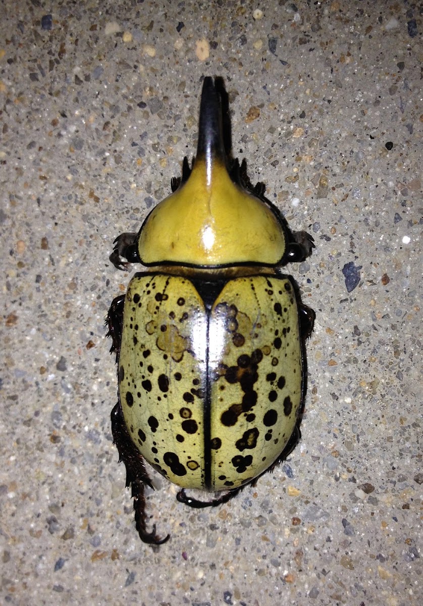 Eastern Hercules Beetle male