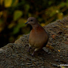 laughing dove