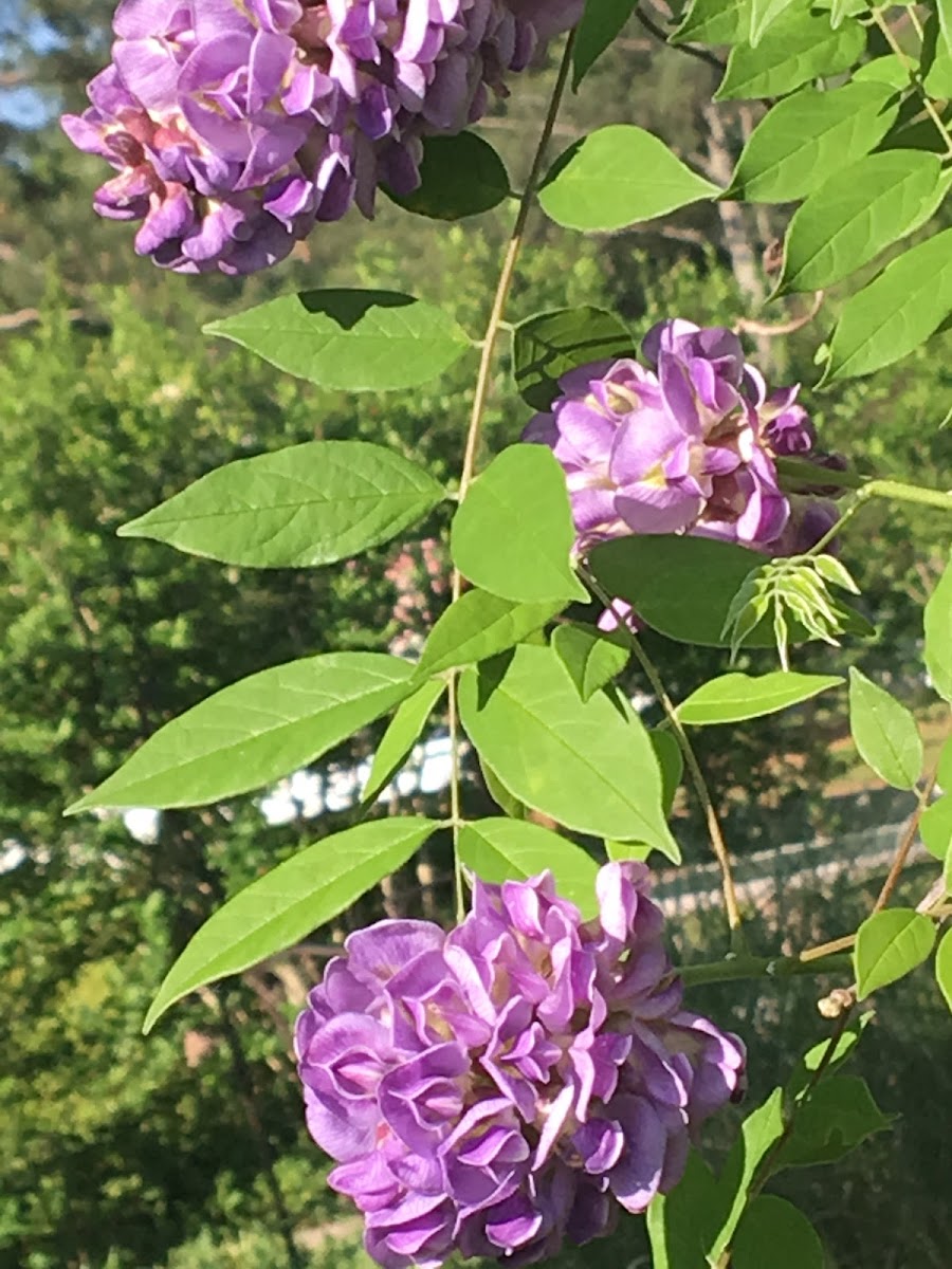 Dwarf Japanese Wisteria