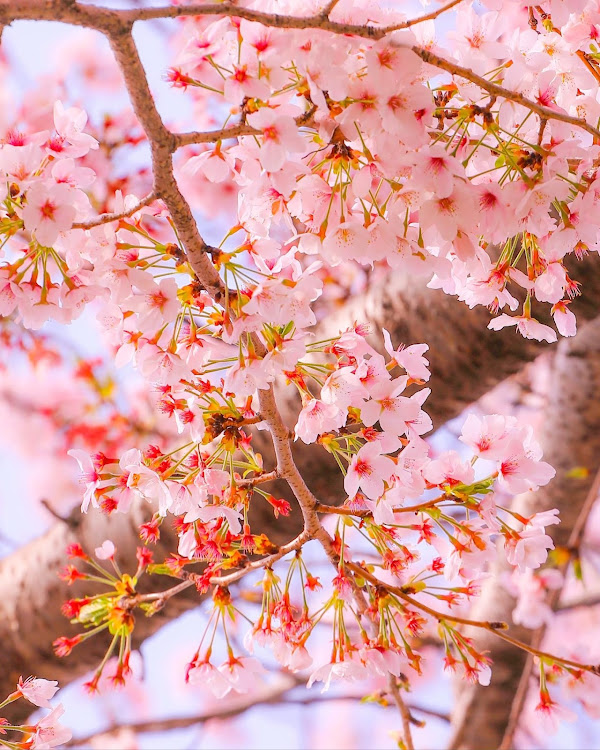 ムーヴキャンバスのサクラと愛車・桜とコラボ🌸・ドライブ・車と風景・ムーブキャンバスに関するカスタム事例の投稿画像7枚目