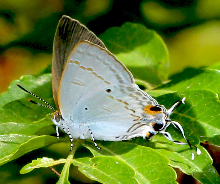 Hairstreak