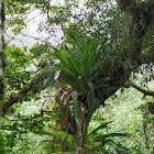 Bromelia Gallito