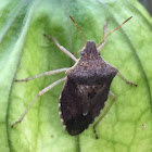 Brown Stink Bug