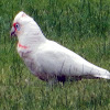 Long-billed Corella