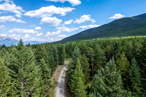 Land purchase in Cranbrook (Canada) - Road through a dense coniferous forest