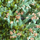 Turban Lichen