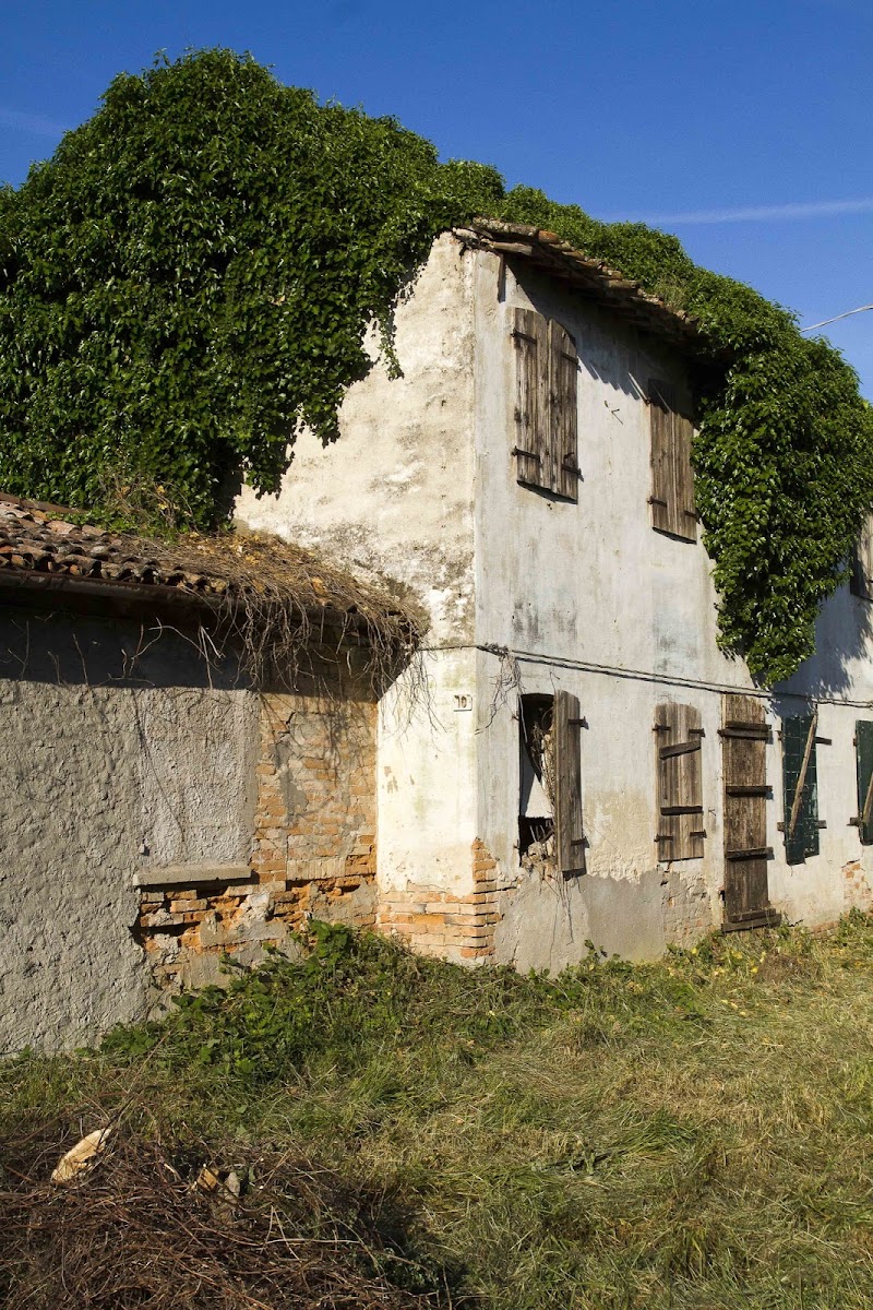 edera di lilloX - domenico.malorni