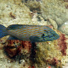 Blue line grouper