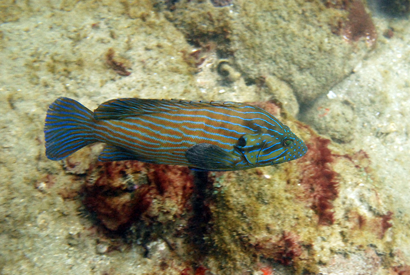 Blue line grouper