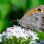 Meadow Brown; La Loba