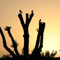 Su un albero spoglio di 