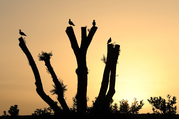 Su un albero spoglio di si