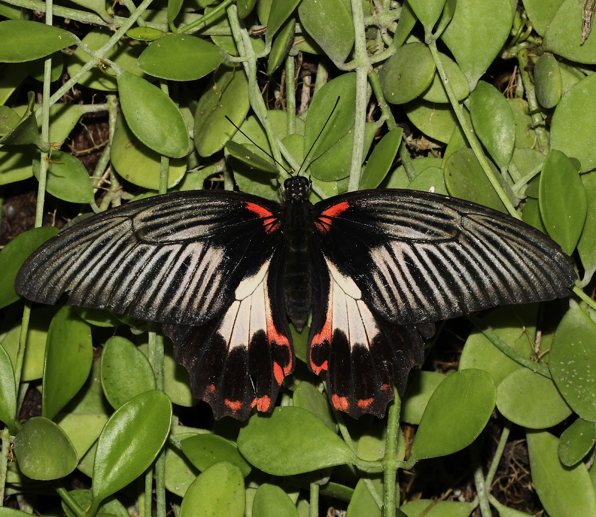 Scarlet Mormon