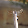 Blue Skimmer