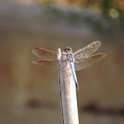 Blue Skimmer