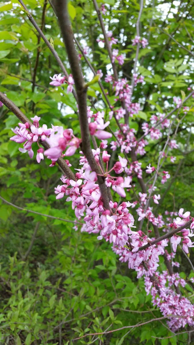 Apple Blossom