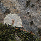 Bullseye lichen