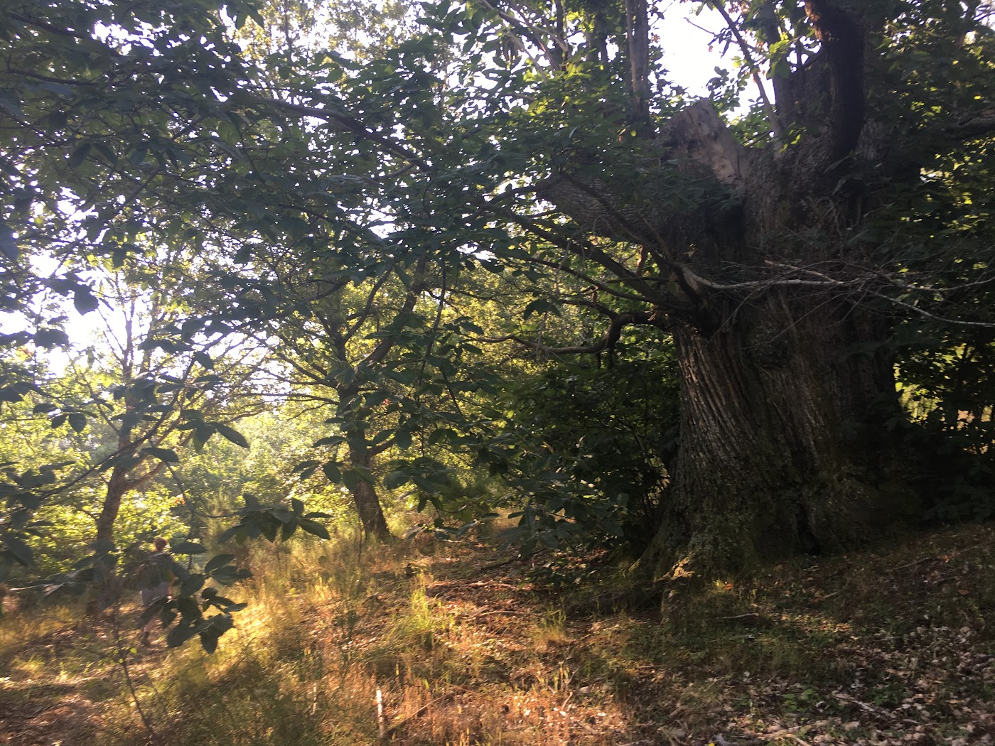 Deep woods and dense vegetation, with chestnuts trees in Riserva Poggio dell'Olmo