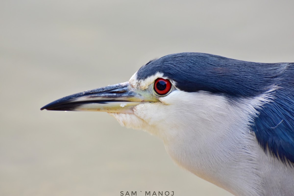 Black-Crowned Night Heron