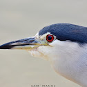 Black-Crowned Night Heron