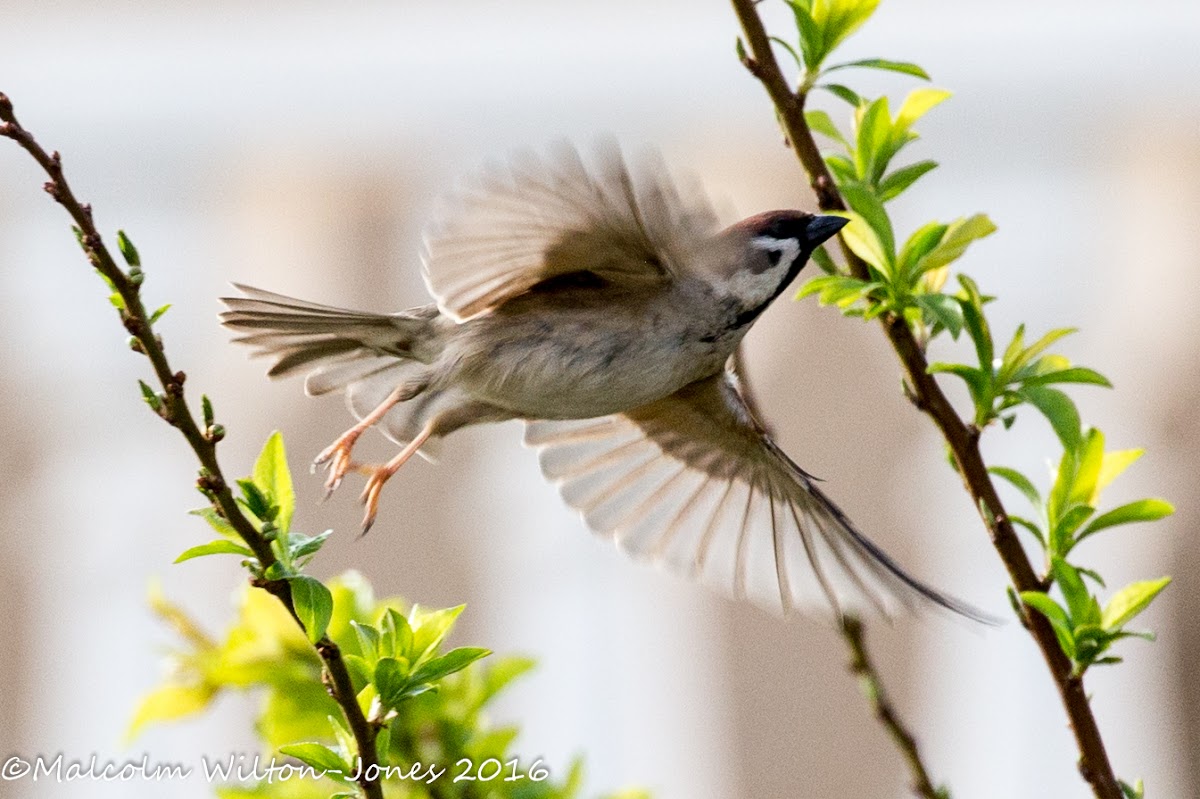 Tree Sparrow; Gorrión Molinero