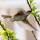 Tree Sparrow; Gorrión Molinero