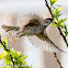 Tree Sparrow; Gorrión Molinero