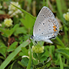 Eastern Tailed Blue