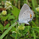 Eastern Tailed Blue