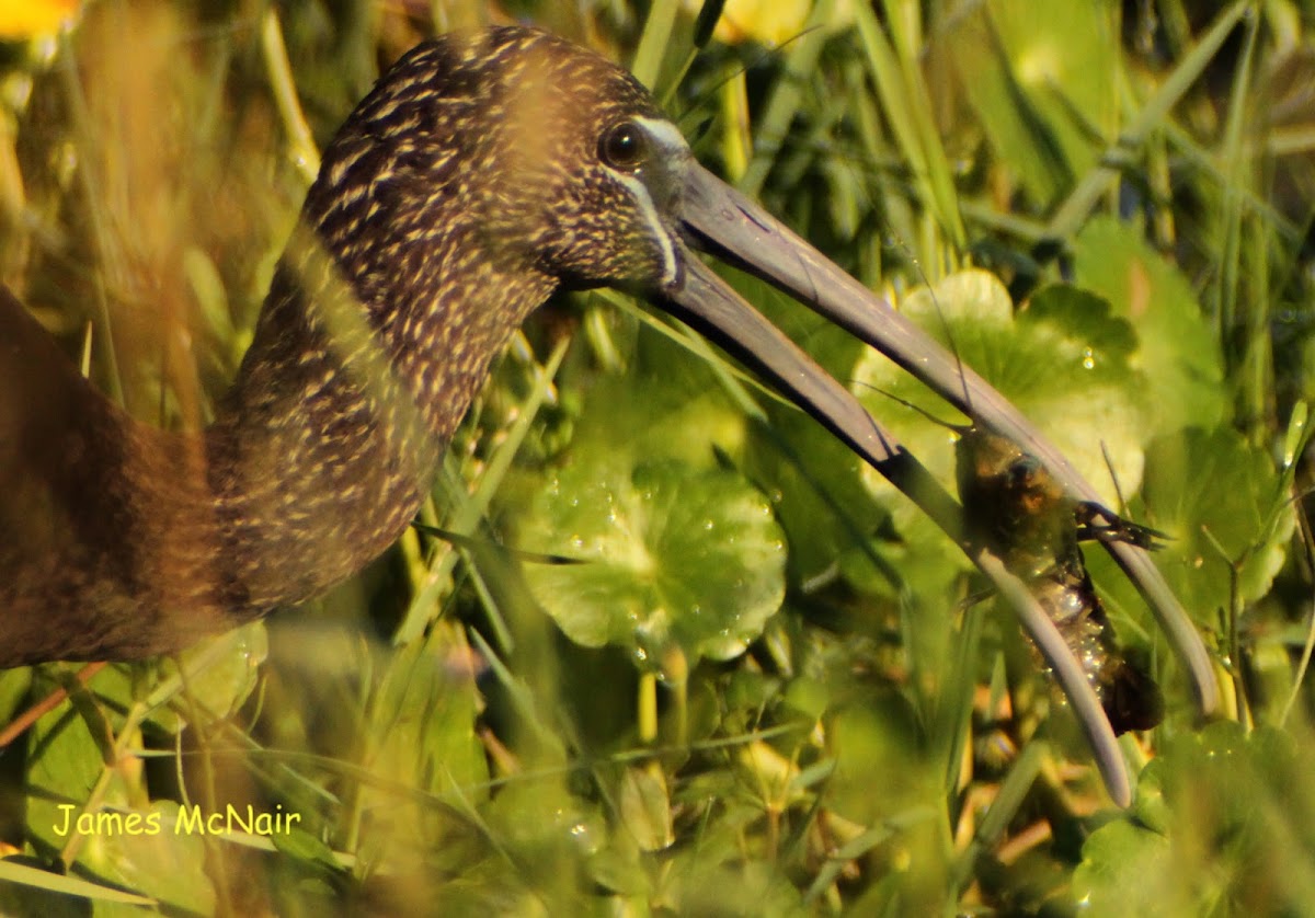 Glossy Ibis