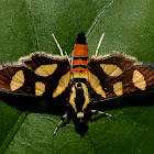 Red-waisted Florella Moth