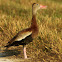 Black-bellied Whistling Duck