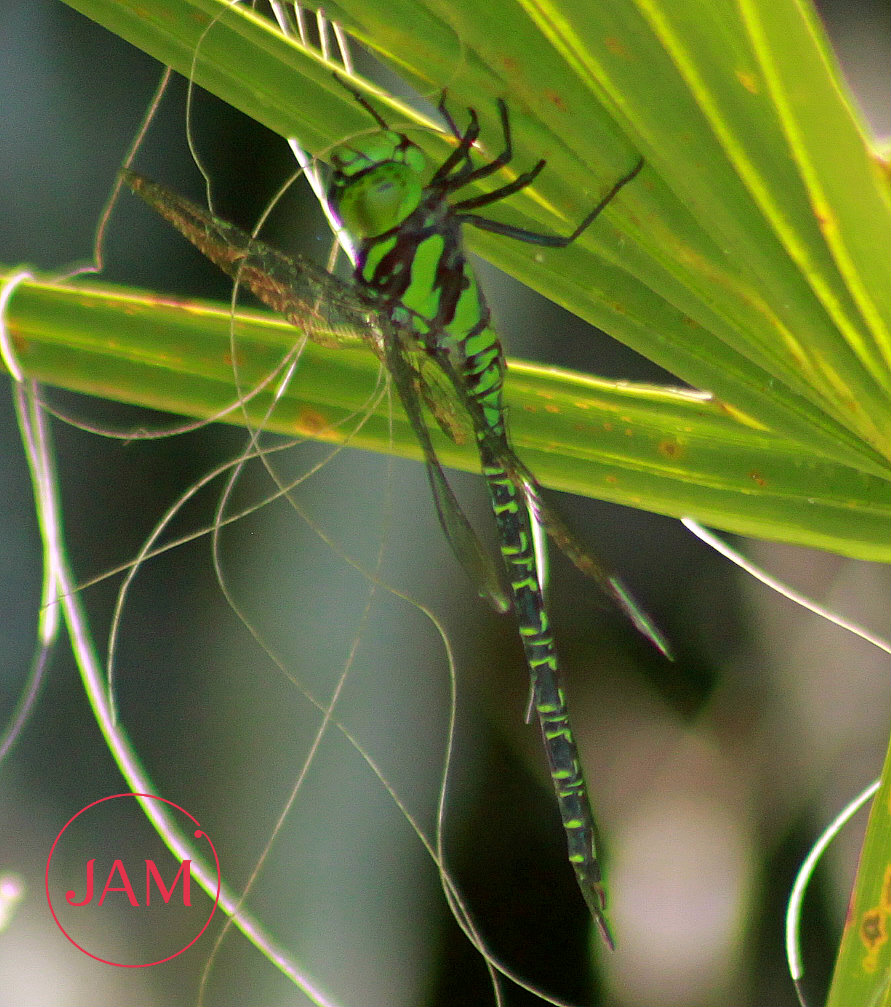 Regal Darner Dragonfly