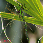 Regal Darner Dragonfly